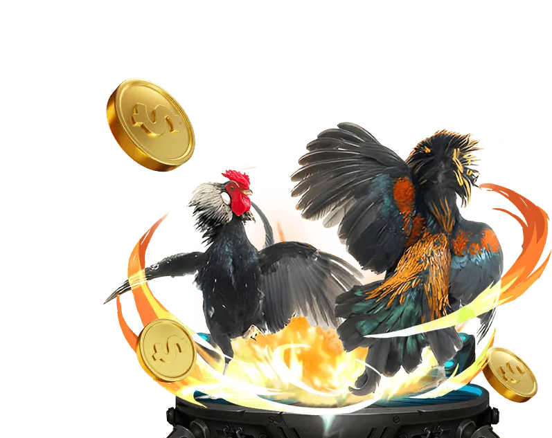 Quản lý vốn cá cược chọi gà